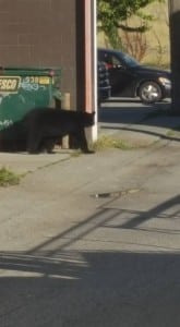 A mature black bear roaming Revelstoke's downtown on Tuesday August 16 was shot and killed. Photo: Zack Vansickle
