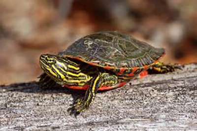 A Western Painted Turtle. Photo: Columbia Mountains Institute of Applied Ecology
