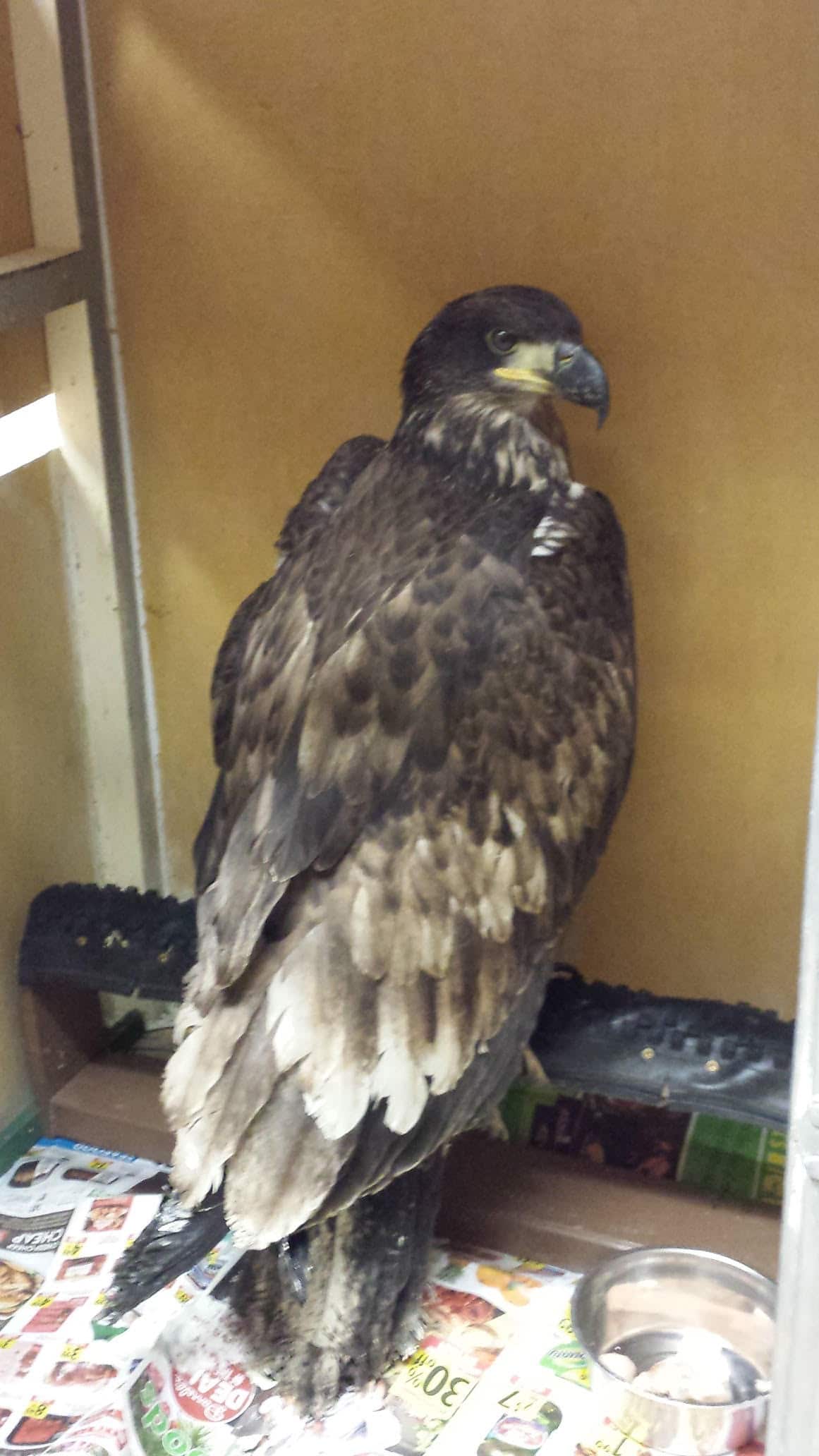 Bald eagle Illy was rescued in Revelstoke. Photo: contributed