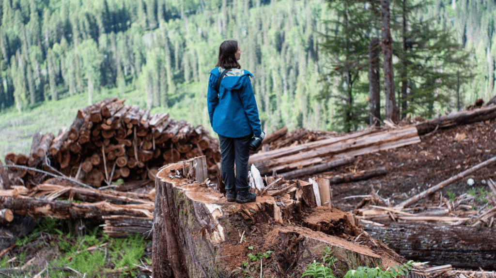 Logging In Inland Temporal Rainforest, a person stands on the stump of a tree.